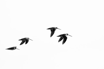Flock of Sandpipers Flying on a White Background