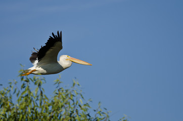 American White Pelican Flying Low Over the Marsh