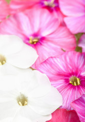 Fototapeta na wymiar White and pink phlox flowers