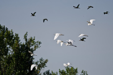 Waterfowl Taking to Flight from the Marsh