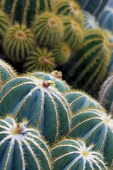 Globe cactus plant closeup. Golden barrel cactus (Echinocactus grusonii) and ferocactus piliferus cactuses in botanical garden.