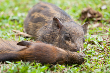Baby wild boars sleeping on grass