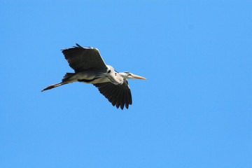 airone in volo