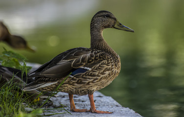 Duck on the shore