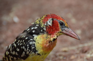 barbuto rosso e giallo  africano