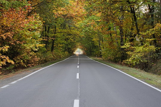 Fototapeta Droga przez jesienny las.