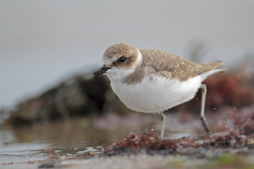kentish plover