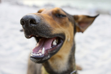 Muzzle dog close up - India, Rishikesh - 94608925
