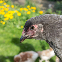 hen / Brahma Hen in the garden 