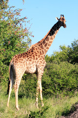 Naklejka premium giraffa parco del kruger sodafrica