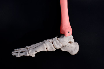 Tibia Bone 