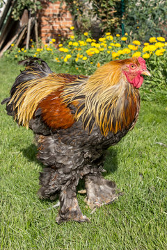 Cock /  Brahma Rooster in the meadow 