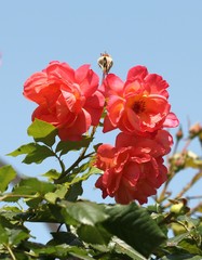 Оранжевые розы в Приморском парке г. Варна (Болгария) на фоне неба