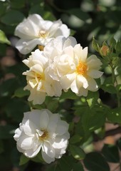 Кремовые розы в Приморском парке г. Варна (Болгария) 