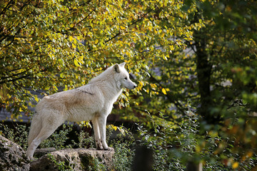 regard lointain