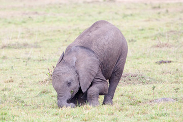 A baby African Elephant (loxodonta)  in Amboseli National Park, Kenya, East Africa.