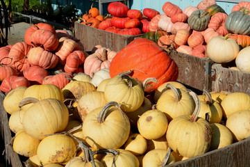 Pumpkins on display at the farmers market.