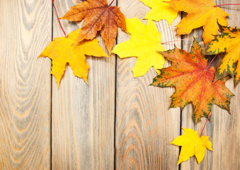Naklejka na ściany i meble autumn wooden background with colorful maple leaves