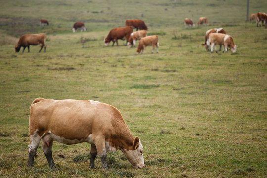 Cows on autumn pasture