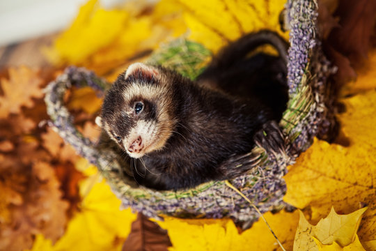 Frettchen zwischen viel Laub