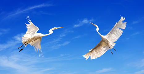Beautiful tropical cranes
