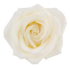 creamy pastel yellow hybrid tea rose isolated on white