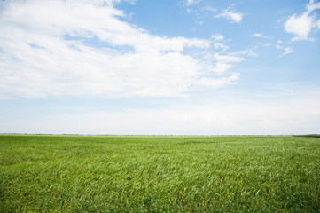 Obraz na płótnie Canvas Field of winter wheat seedlings