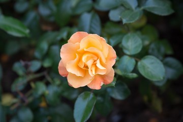 Orange rose close up