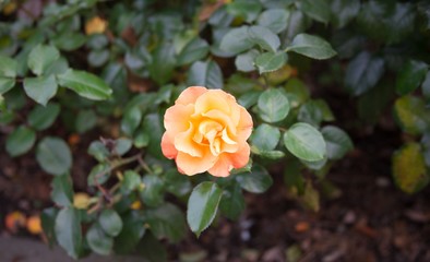 Orange rose close up