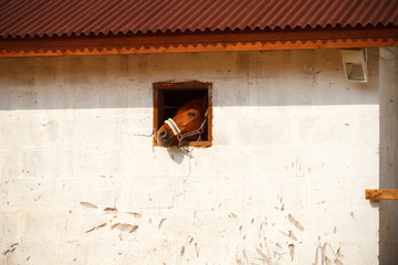 Horse nose in a small window.