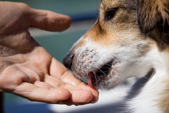 Dog Licking A Human Hand