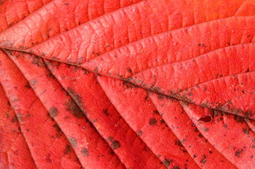 Autumn colors are always such a pretty sight to see.