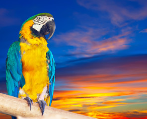 Green-winged macaw against sunrise