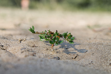 Grass with white flowers in the sand closeup