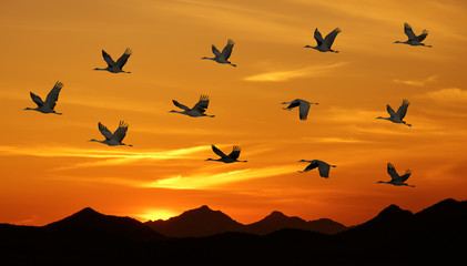 Fototapeta na wymiar Birds Flying at Sunset Panoramic View