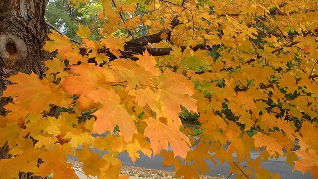 maple tree fall foliage