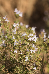 Thyme shrub