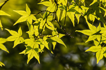 backlit Japanese maple leaves