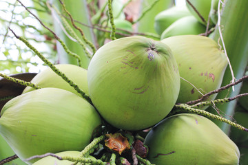 close up of coconut on the coconut tree
