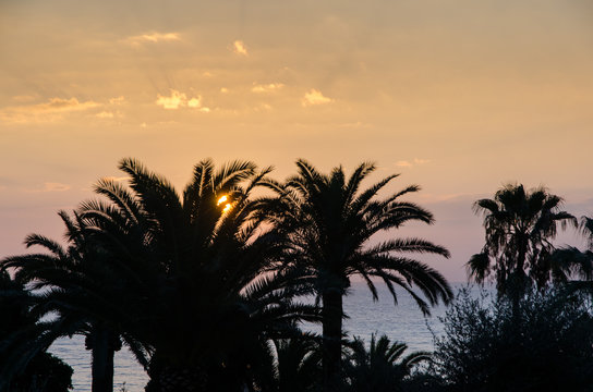 sun setting behind palm tree silhouettes and illuminating the sky and clouds above the sea coast