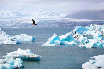 arctic landscape, bird flying over glacier lagoon