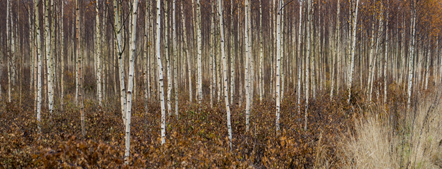young birch trees in autumn