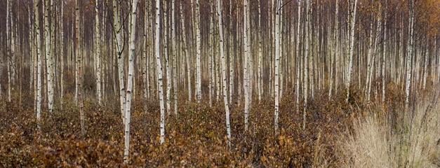 Fotobehang young birch trees in autumn © Pink Badger