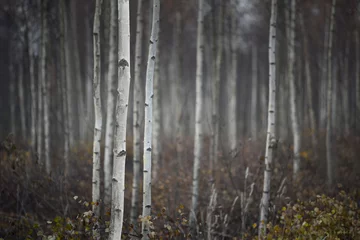 Foto op Plexiglas Trunks of small white birch trees © Pink Badger