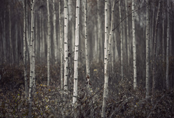 Small birch trees in autumn