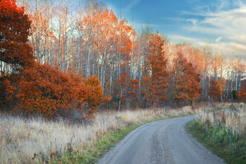 Dirt road and oak trees in autumn