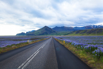 beautiful road in Iceland between lupine fields