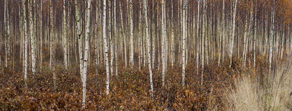 Fototapeta young birch trees in autumn