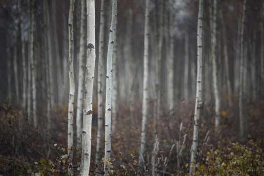 Fototapeta Trunks of small white birch trees