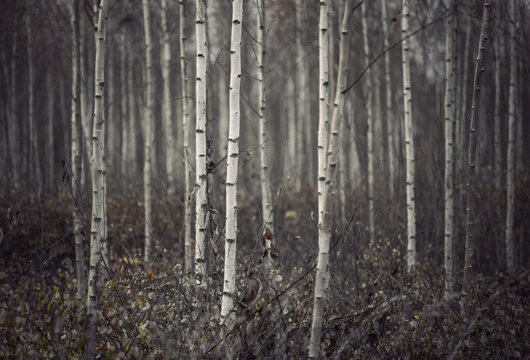 Fototapeta Small birch trees in autumn